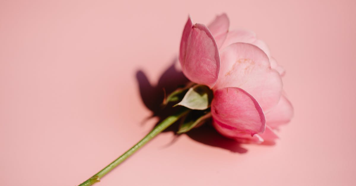 Propane grill leaking from valve stem - Pink rose with thin stem on bright surface Propane grill leaking from valve stem - Pink rose with thin stem on bright surface