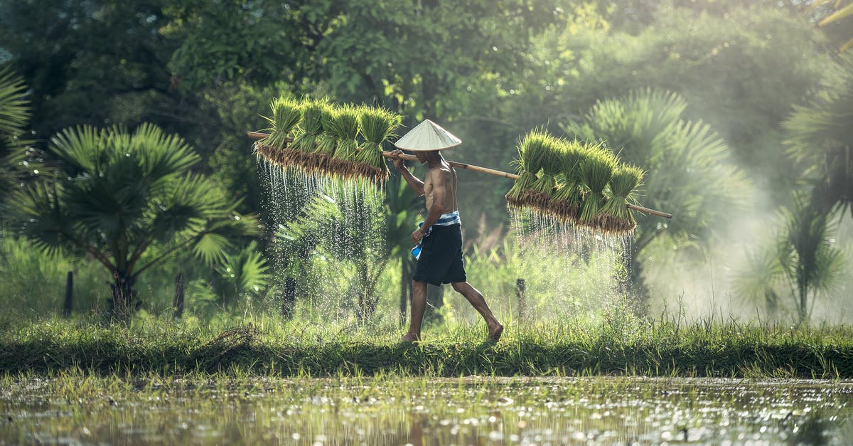 Proper ratio of Water to Rice - Full Length of Man on Water Proper ratio of Water to Rice - Full Length of Man on Water