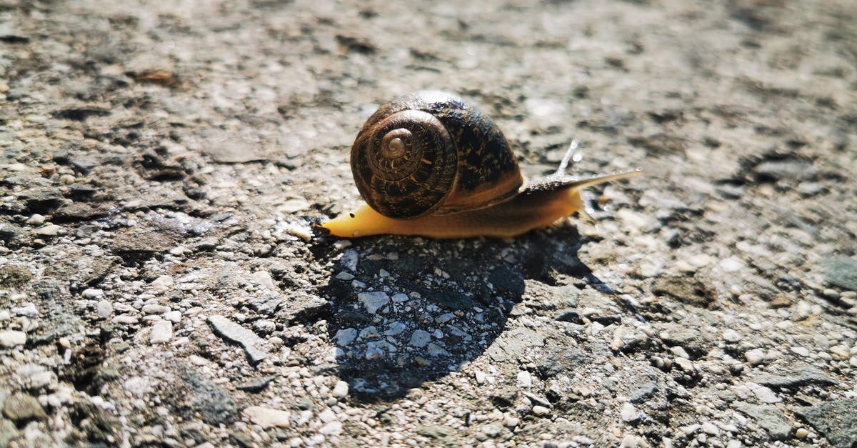 Proper Slow Cooker Usage - Brown Snail on Brown Soil Proper Slow Cooker Usage - Brown Snail on Brown Soil