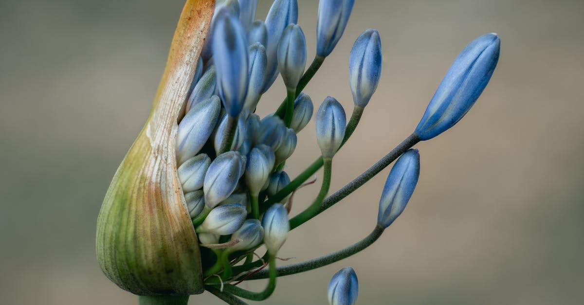 Psyllium husk as gelatin replacement. - Close-Up Photo Of Blue Flower Psyllium husk as gelatin replacement. - Close-Up Photo Of Blue Flower