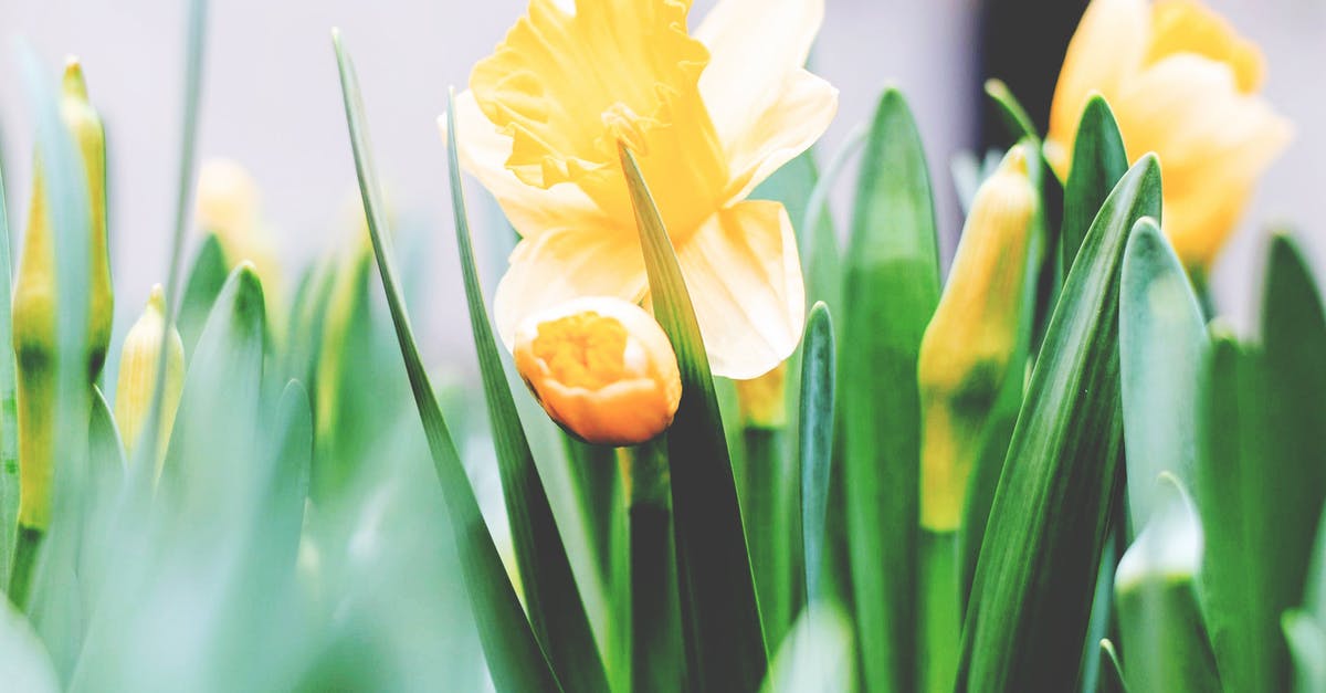 Psyllium husk as gelatin replacement. - Yellow Flowers Psyllium husk as gelatin replacement. - Yellow Flowers
