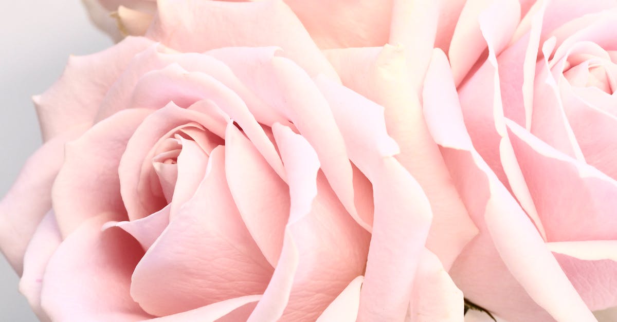 Pure maple syrup wedding favors - Delicate blossoming pale pink roses on white background