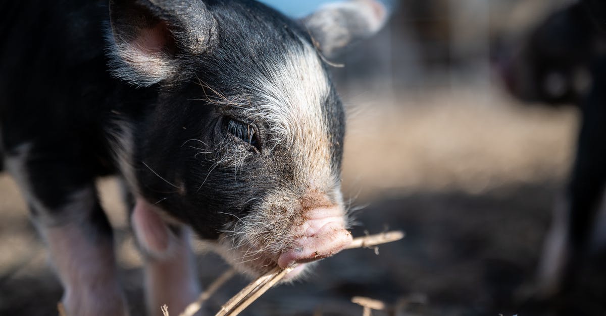 Purple skin with white flesh yams/sweet potatoes have black/green spots after I boil them. Can I still eat them? [duplicate] - Cute small pig eating dry twig on farm