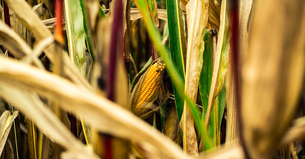 Putting "precooked corn on the cob" on the barbeque? - Brown and Green Corn Field