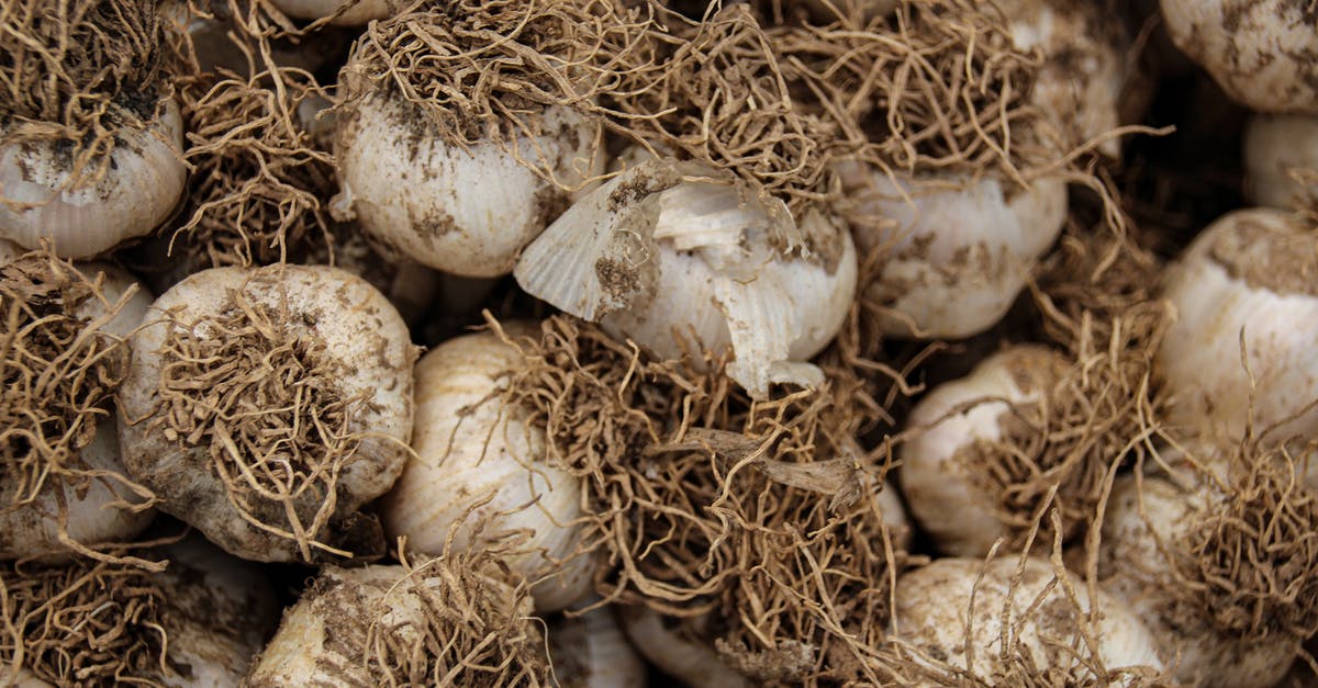 Quality of Garlic - Full Shot of Fresh Garlic Quality of Garlic - Full Shot of Fresh Garlic