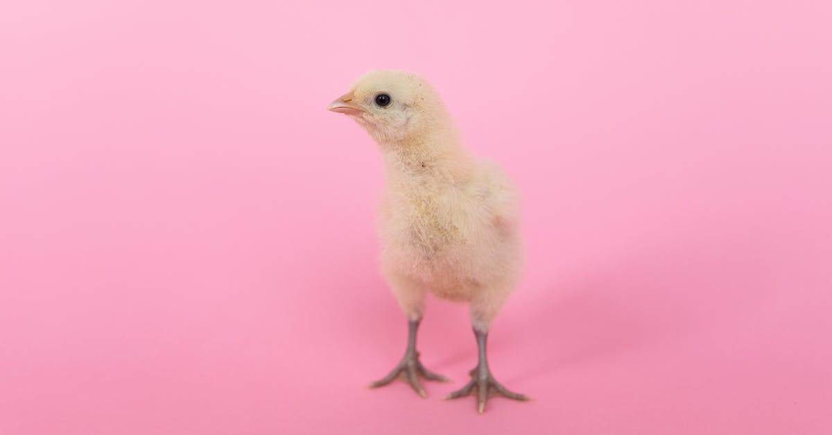 Quantities of salt and MSG for a chicken stock substitute - White Bird on Pink Textile Quantities of salt and MSG for a chicken stock substitute - White Bird on Pink Textile