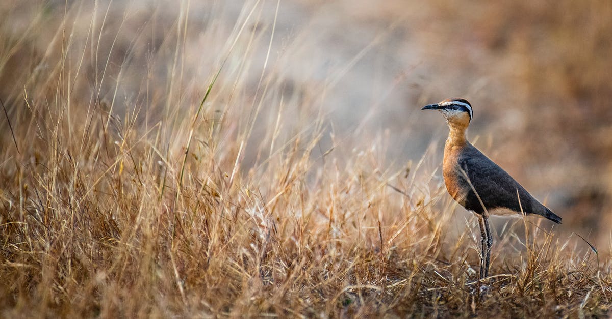 Quick pressure release vs natural pressure release - Wild bird standing on grassy meadow in nature Quick pressure release vs natural pressure release - Wild bird standing on grassy meadow in nature