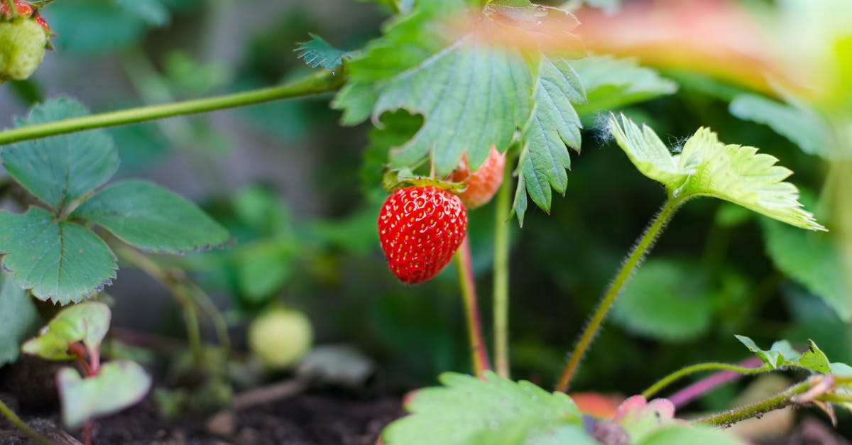 "Cream Biscuit" a little raw in the middle - Selective Focus Photography of Strawberry Fruit "Cream Biscuit" a little raw in the middle - Selective Focus Photography of Strawberry Fruit