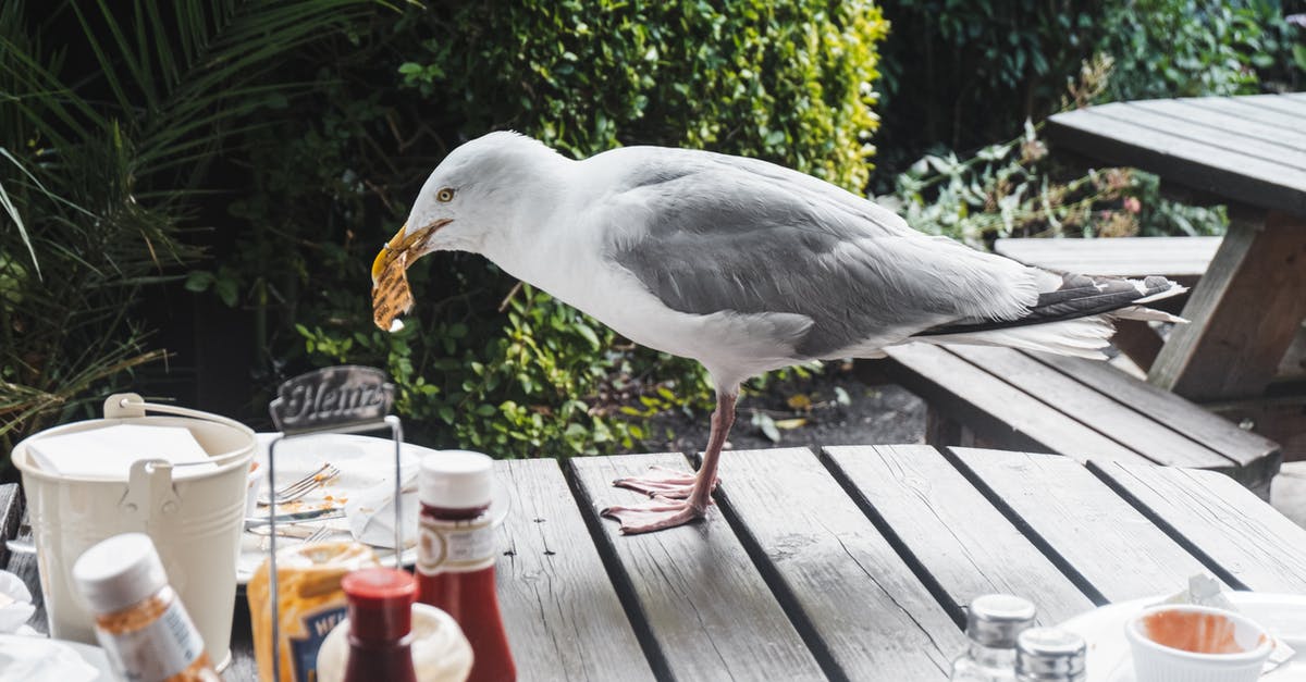 "Old wild west" secret sauce - Seagull with food in beak on wooden table with various sauces on veranda of cafeteria near green plants on street "Old wild west" secret sauce - Seagull with food in beak on wooden table with various sauces on veranda of cafeteria near green plants on street
