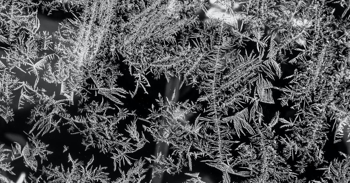"Shelf"-life of frozen Kaffir lime leaves - Photo Of A Black And White Trees "Shelf"-life of frozen Kaffir lime leaves - Photo Of A Black And White Trees