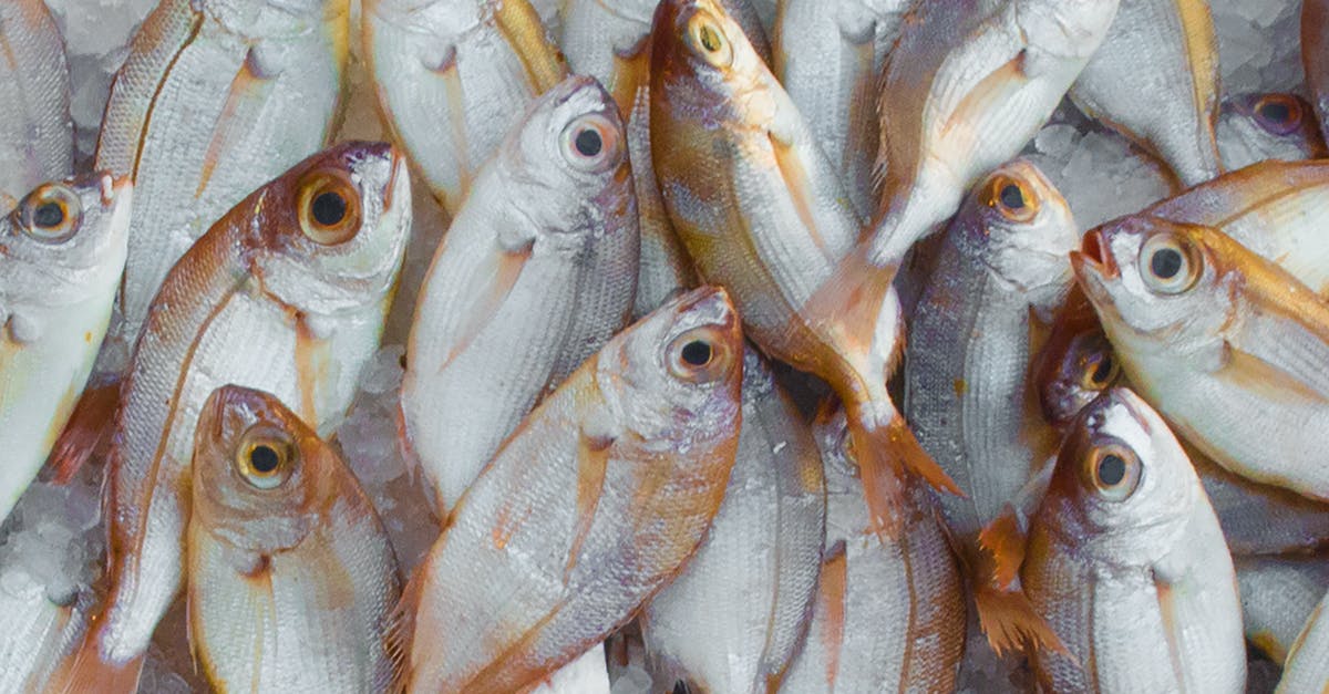 Reason(s) for not making stock with oily fish (salmon)? - Pile of Fish Reason(s) for not making stock with oily fish (salmon)? - Pile of Fish