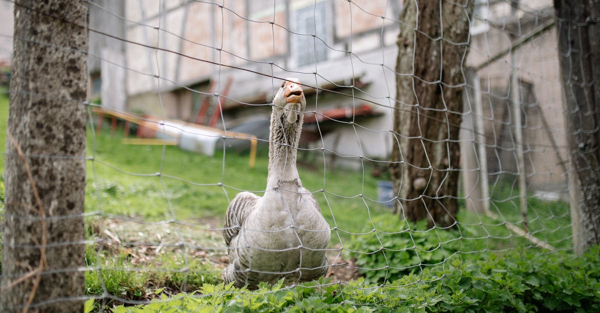 Recalling poultry known to have Salmonella - Grey Duck on Green Grass Field Recalling poultry known to have Salmonella - Grey Duck on Green Grass Field