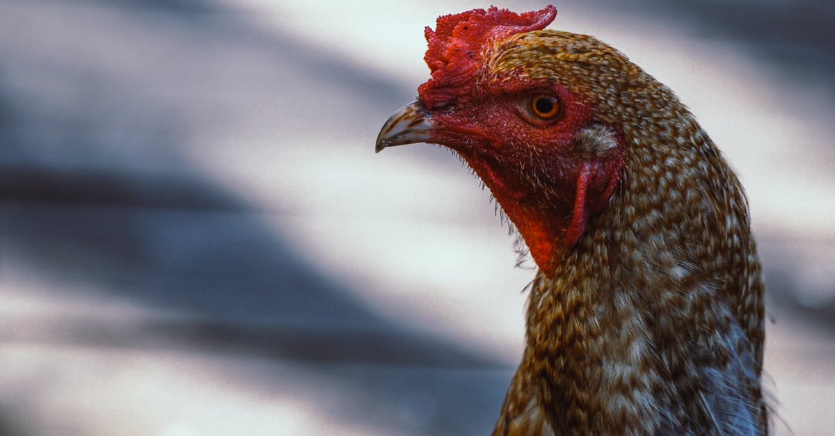 Recalling poultry known to have Salmonella - Brown and White Chicken in Close Up Photography Recalling poultry known to have Salmonella - Brown and White Chicken in Close Up Photography