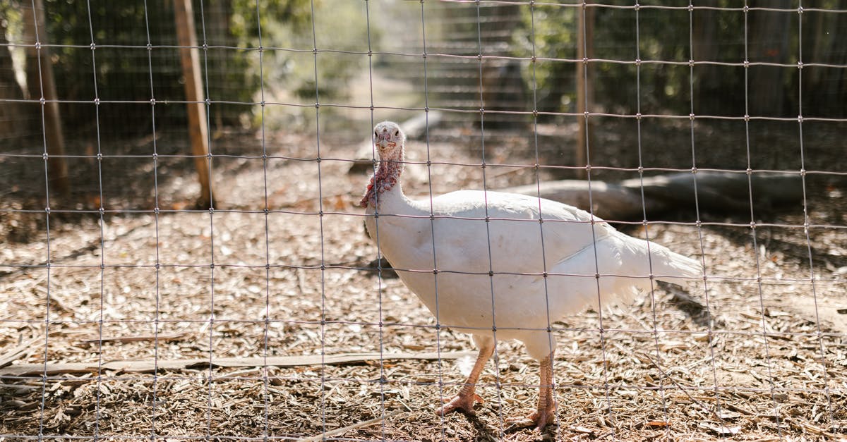 Recalling poultry known to have Salmonella - White Duck on Brown Soil Recalling poultry known to have Salmonella - White Duck on Brown Soil