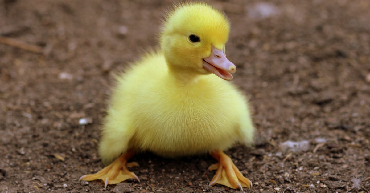 Recalling poultry known to have Salmonella - Duckling on Black Soil during Daytime Recalling poultry known to have Salmonella - Duckling on Black Soil during Daytime