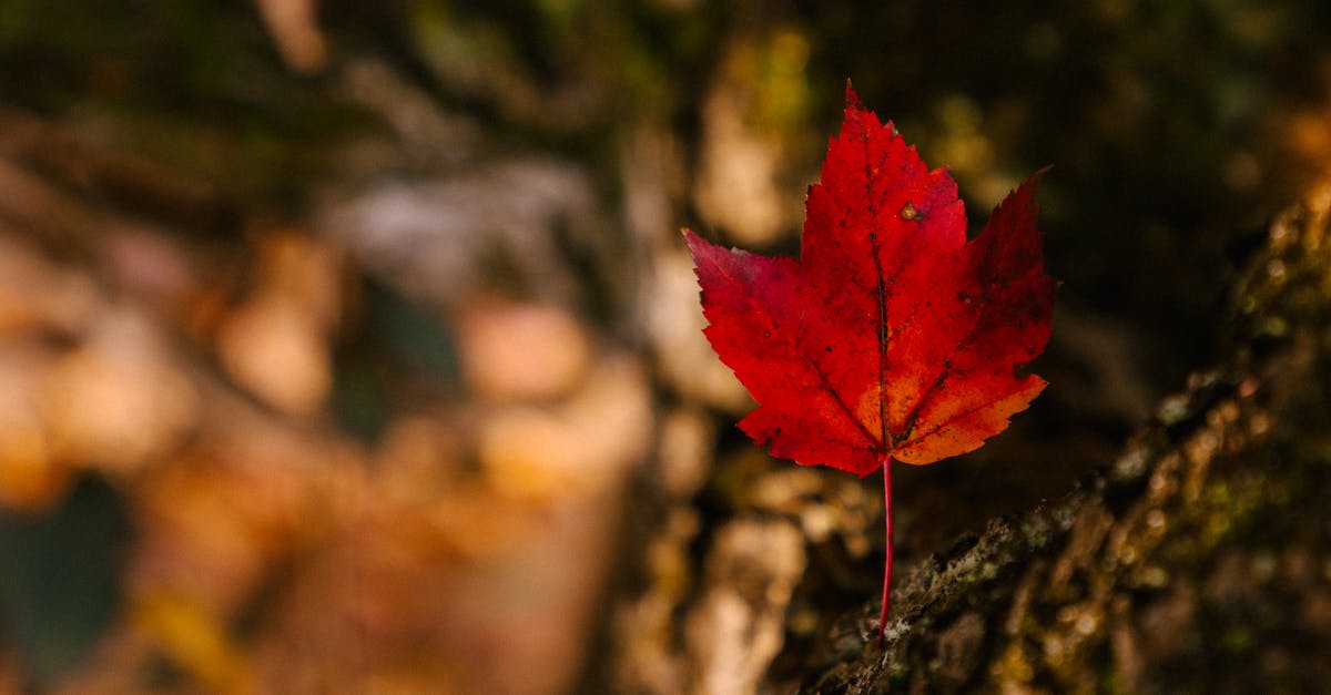 Red spots found in Active Dry yeast - Bright faded leaf with thin stalk and spiky edges on dry surface in fall Red spots found in Active Dry yeast - Bright faded leaf with thin stalk and spiky edges on dry surface in fall
