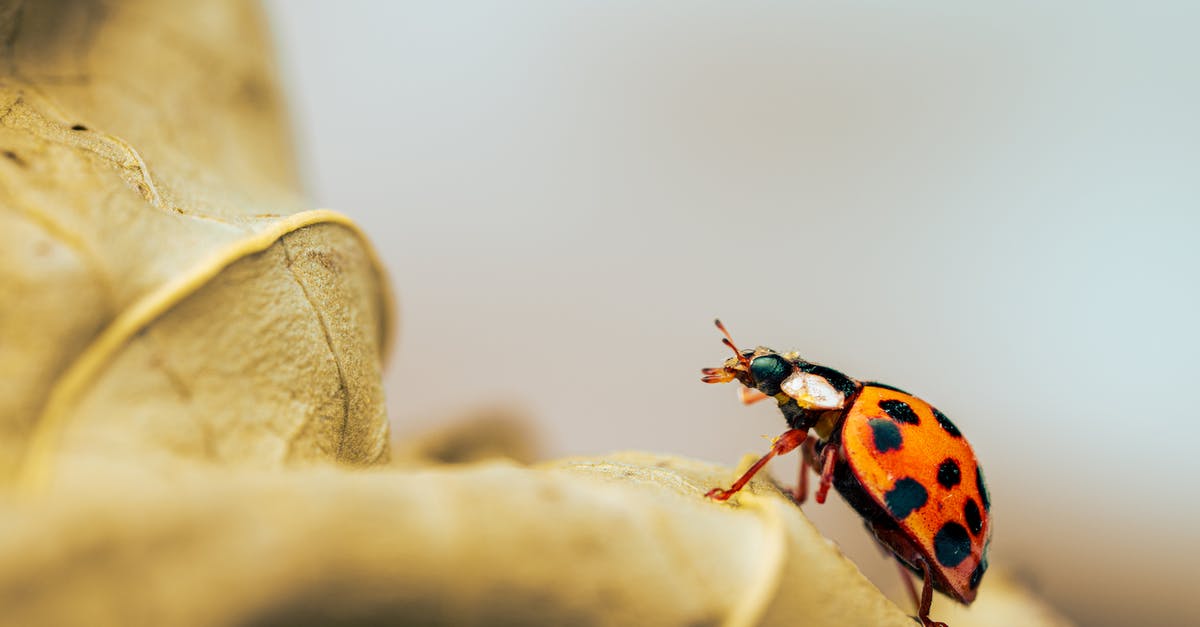 Red spots found in Active Dry yeast - Ladybug on dry rough leaf in forest Red spots found in Active Dry yeast - Ladybug on dry rough leaf in forest