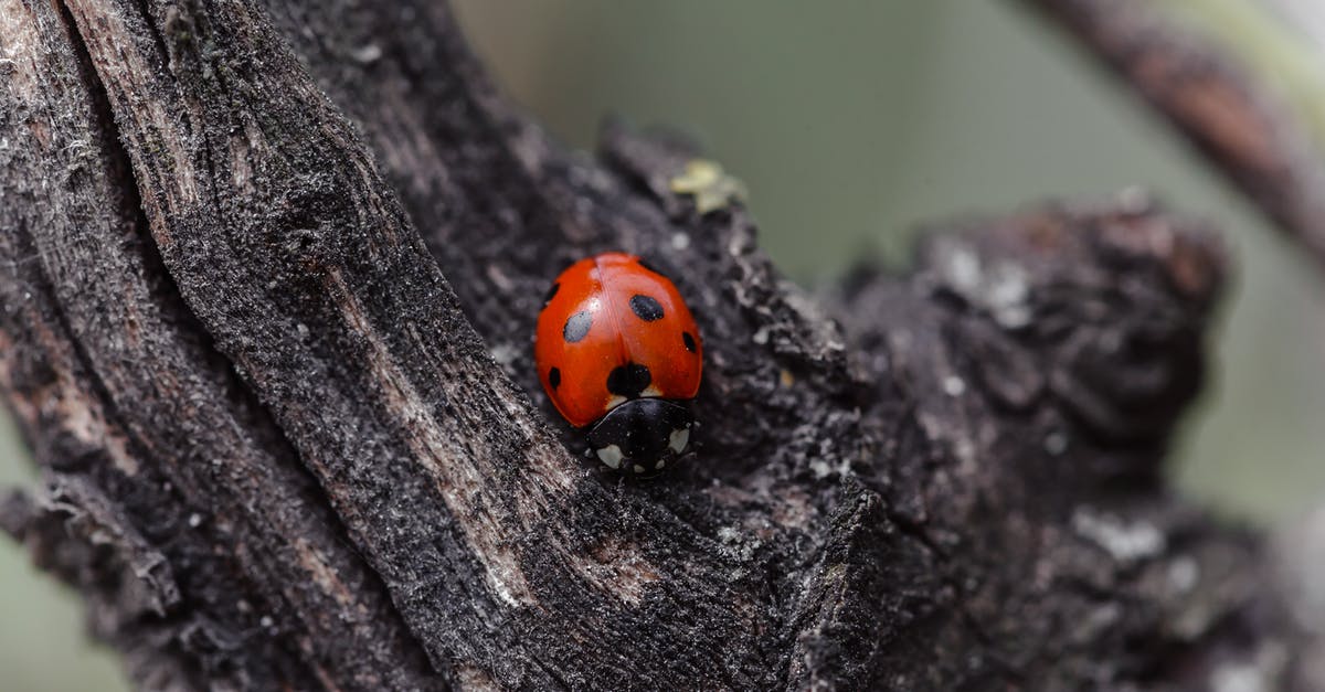 Red spots found in Active Dry yeast - Ladybug on dry trunk in nature Red spots found in Active Dry yeast - Ladybug on dry trunk in nature