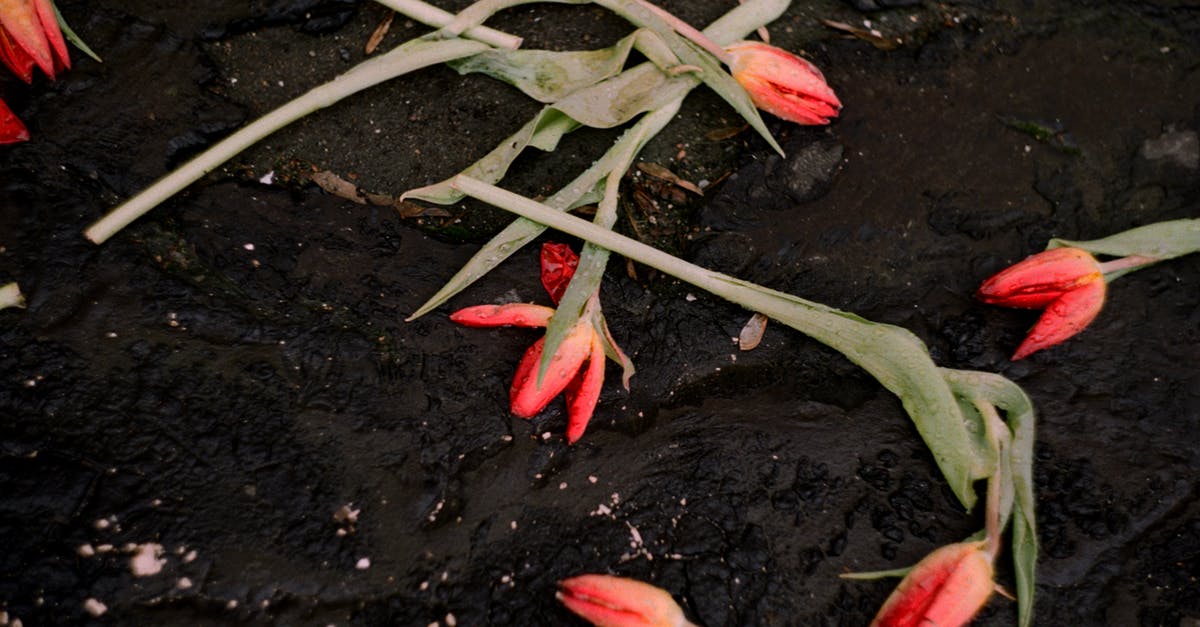 Red spots found in Active Dry yeast - From above of colorful flowers on thin stems on rough dark terrain in daylight Red spots found in Active Dry yeast - From above of colorful flowers on thin stems on rough dark terrain in daylight