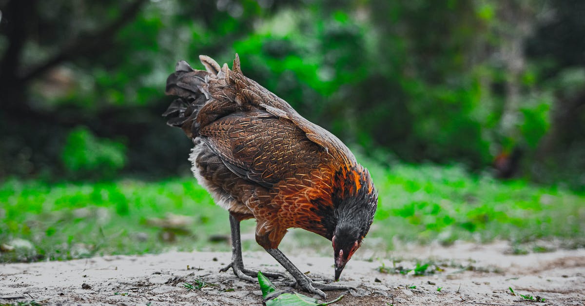 red spots on the chicken - Red jungle fowl looking for food on terrain in farmyard red spots on the chicken - Red jungle fowl looking for food on terrain in farmyard