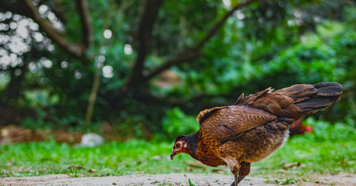 red spots on the chicken - Red jungle fowl on rough terrain in countryside red spots on the chicken - Red jungle fowl on rough terrain in countryside