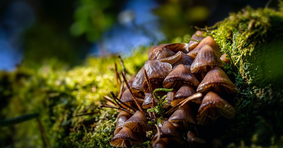 Red/Brown color on some Shiitake Mushrooms - Brown Mushrooms in Tilt Shift Lens Red/Brown color on some Shiitake Mushrooms - Brown Mushrooms in Tilt Shift Lens