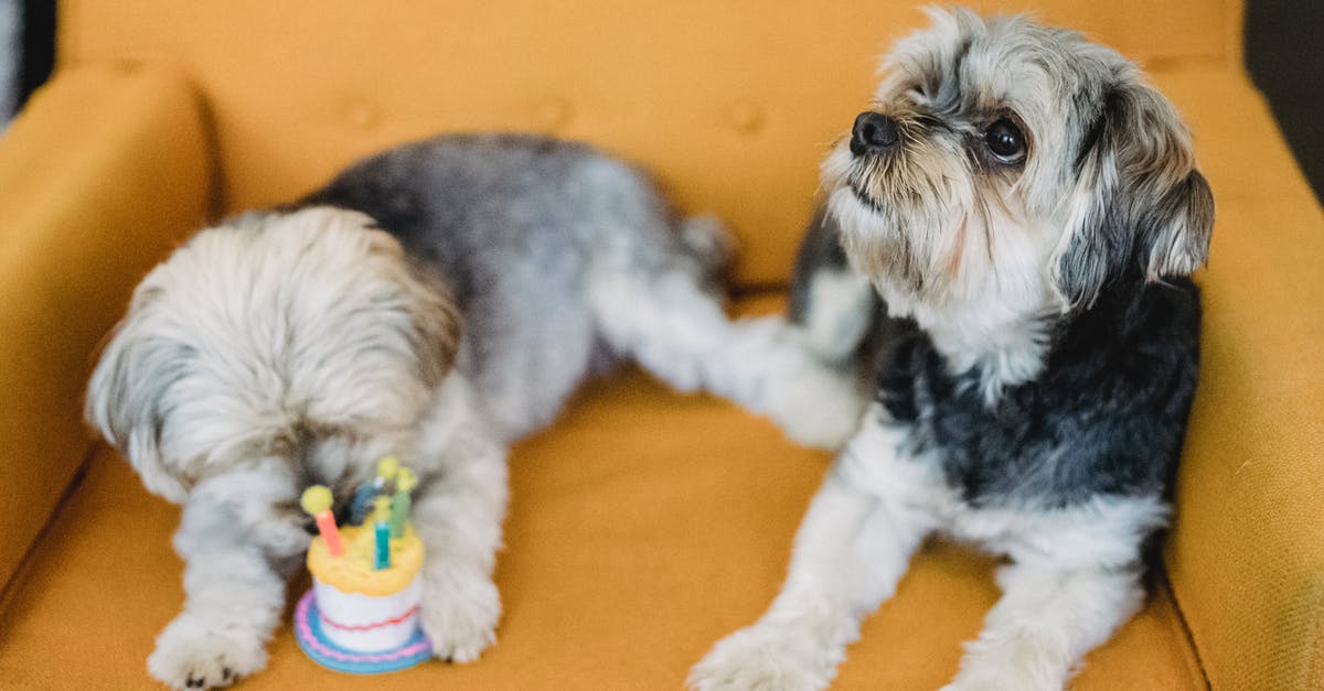 Removing that eggy smell from cakes - Attentive purebred puppies lying on armchair with plush cake Removing that eggy smell from cakes - Attentive purebred puppies lying on armchair with plush cake