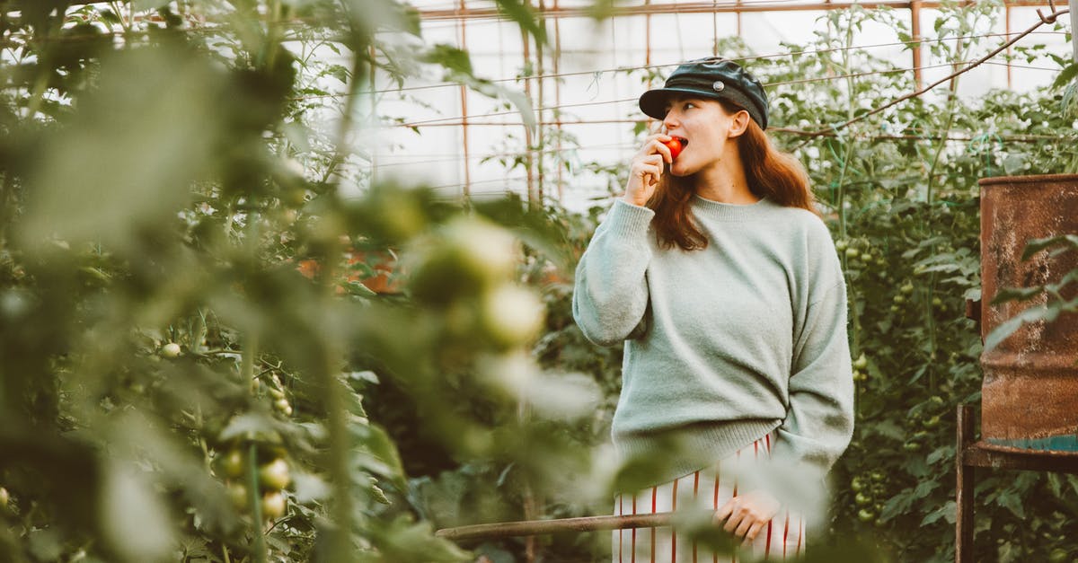 Reverse-Engineering Trader Joe's Garden Vegetable Soup - Free stock photo of adult, christmas, fall Reverse-Engineering Trader Joe's Garden Vegetable Soup - Free stock photo of adult, christmas, fall