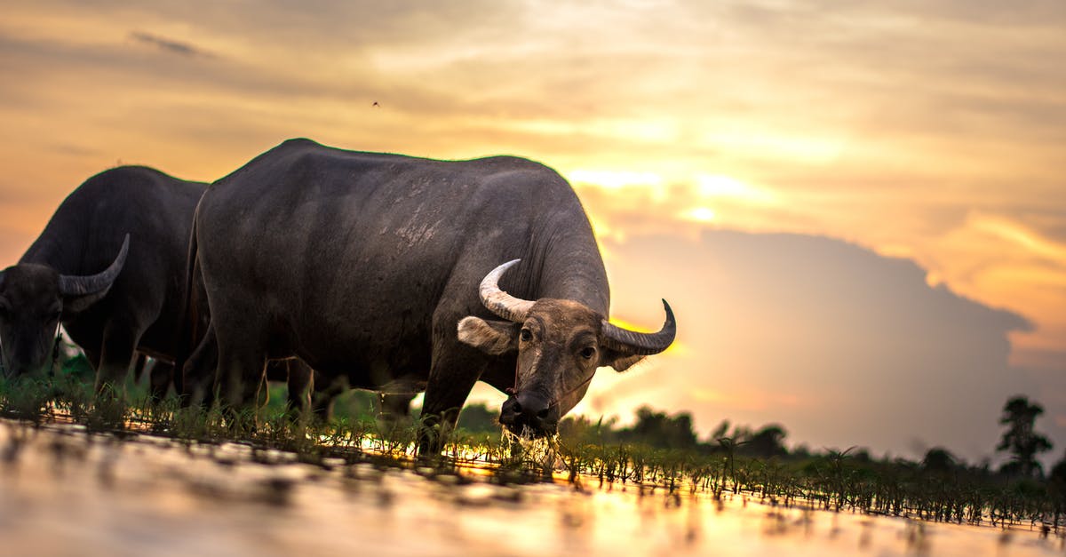 Rice finger rule for figuring water quantity - Two Water Buffalos