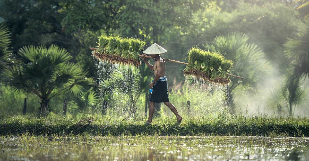 Rice finger rule for figuring water quantity - Full Length of Man on Water