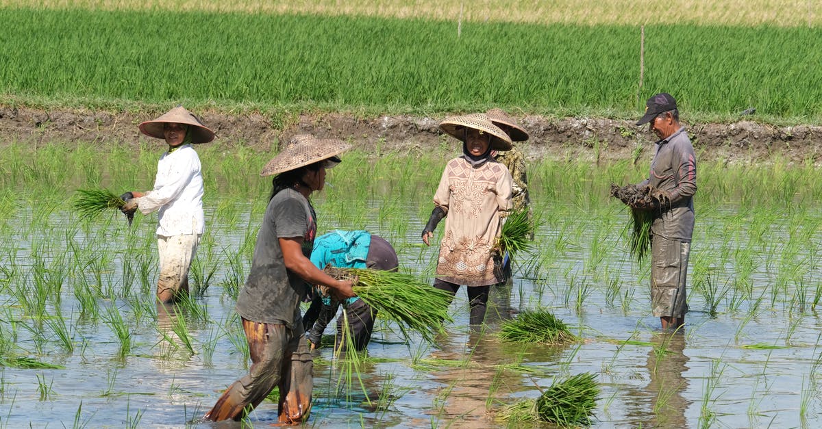 Rice gets burnt and watery - People Planting Rice Seedlings on Watery Land
Rice gets burnt and watery - People Planting Rice Seedlings on Watery Land