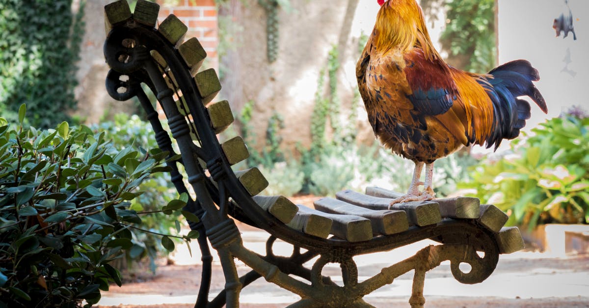 Roasted chicken ends up only salty outside - Close-up Photography of Orange Rooster on Brown Wooden Bench Roasted chicken ends up only salty outside - Close-up Photography of Orange Rooster on Brown Wooden Bench