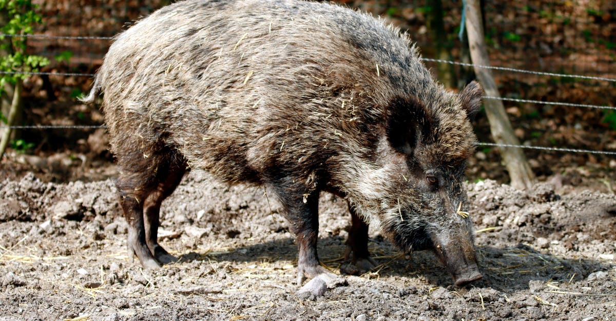 Roasting large leg of wild boar - sanglier Roasting large leg of wild boar - sanglier