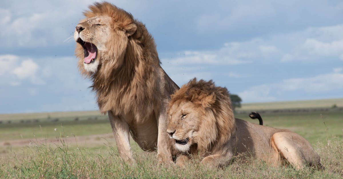 Roasting large leg of wild boar - Shallow Focus Photo of Two Brown Lions Roasting large leg of wild boar - Shallow Focus Photo of Two Brown Lions