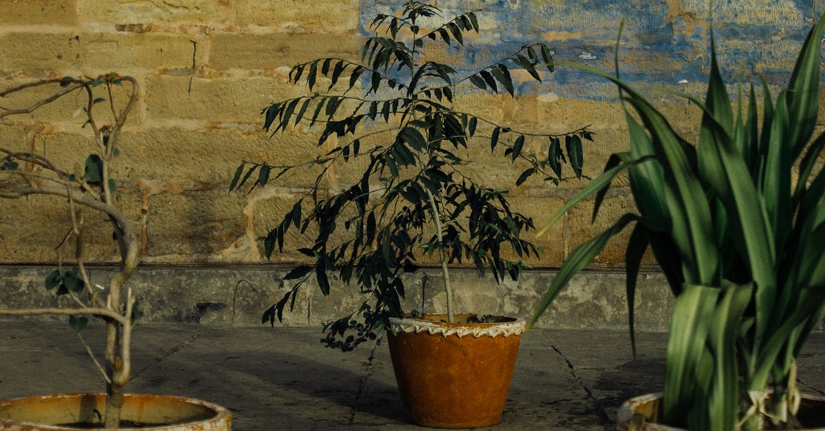 Safe to use pot that has a scratch inside? - Clay pots with plants with green leaves placed against weathered old brick wall Safe to use pot that has a scratch inside? - Clay pots with plants with green leaves placed against weathered old brick wall
