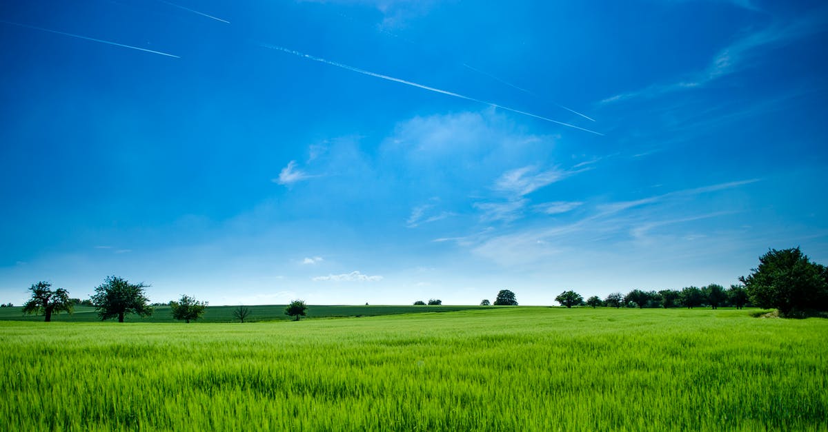Safety of Blue / Green Garlic - Panoramic Photography of Green Field Safety of Blue / Green Garlic - Panoramic Photography of Green Field