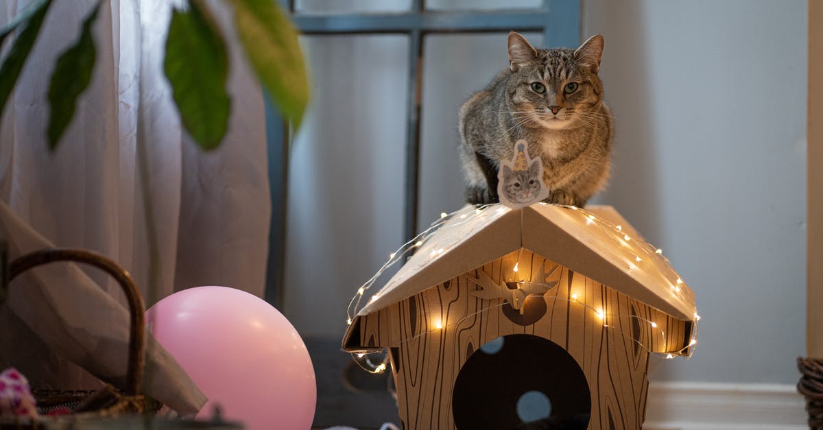 Safety of candies with cat in house? - A Tabby Cat Sitting on a Miniature Wooden House Safety of candies with cat in house? - A Tabby Cat Sitting on a Miniature Wooden House