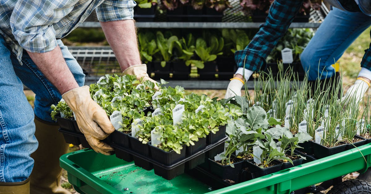 Salad ingredients: how to pick them at the market? - Crop couple of farmers picking containers with assorted plants Salad ingredients: how to pick them at the market? - Crop couple of farmers picking containers with assorted plants