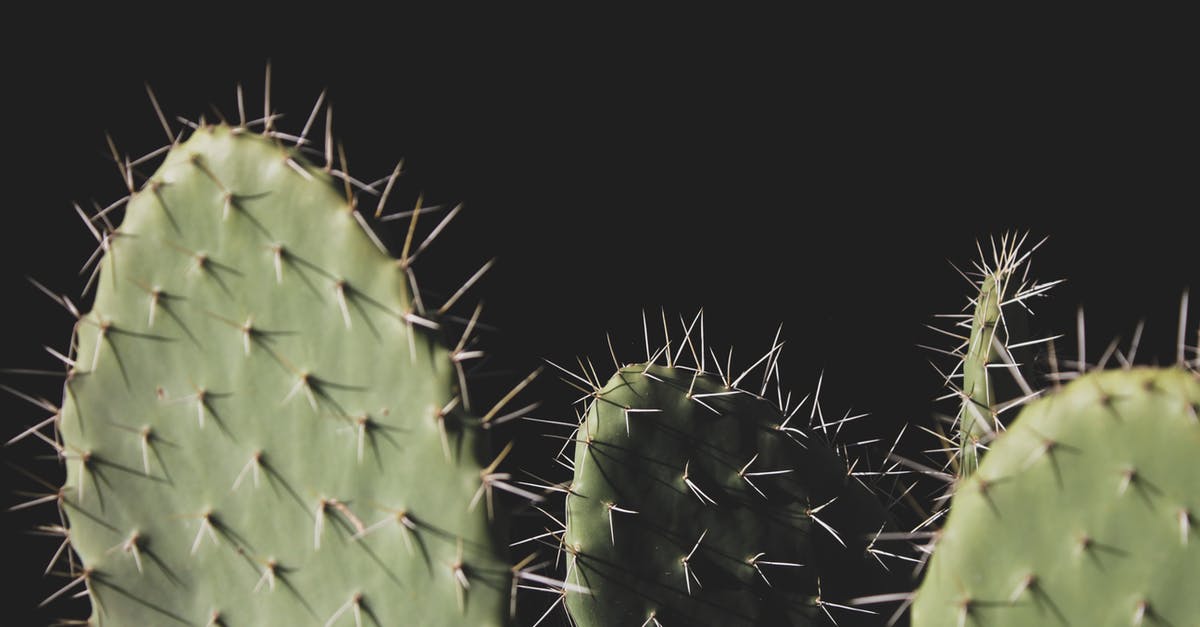Salmon with green back - Close-up Photo of Three Green Cactus Plants