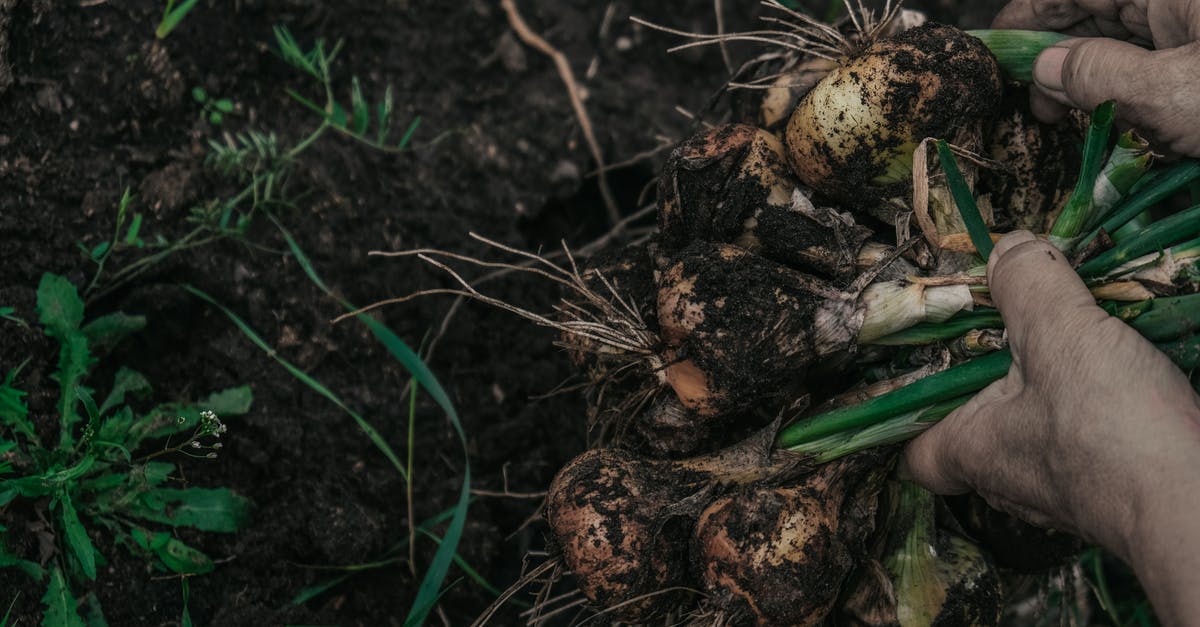 Sautéing big batch of onions - Green Plant on Brown Soil Sautéing big batch of onions - Green Plant on Brown Soil