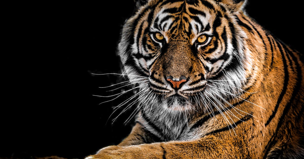 Scary moments - what temperature for broiling? - Close-Up Photography of Tiger Scary moments - what temperature for broiling? - Close-Up Photography of Tiger