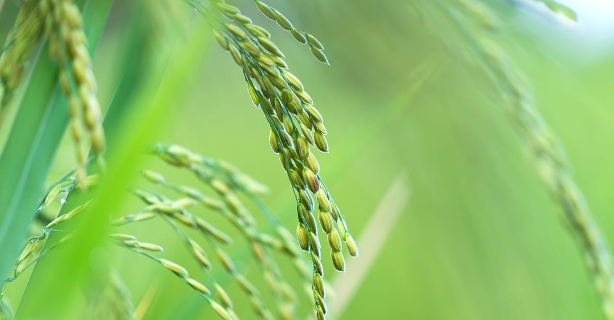 Season rice in Zojirushi - Closeup of green seeds of fresh organic rice plant growing in paddy field in countryside Season rice in Zojirushi - Closeup of green seeds of fresh organic rice plant growing in paddy field in countryside