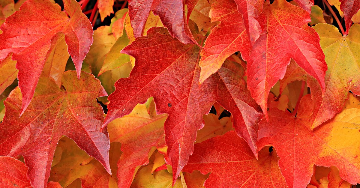 secret of making maple candy (texture)? - Red and Brown Leaves secret of making maple candy (texture)? - Red and Brown Leaves