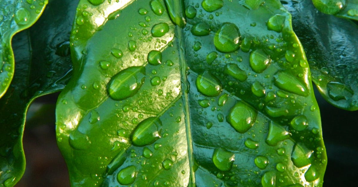 Secrets to making crystal clear gelatin? - Close-up Photography of Leaf With Water Drops Secrets to making crystal clear gelatin? - Close-up Photography of Leaf With Water Drops
