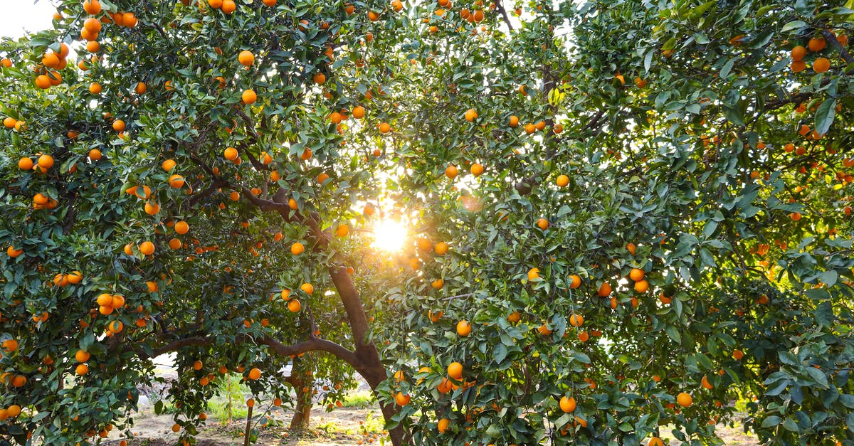Seville oranges for marmalade - how important is freshness? - Orange Bearing Tree Seville oranges for marmalade - how important is freshness? - Orange Bearing Tree