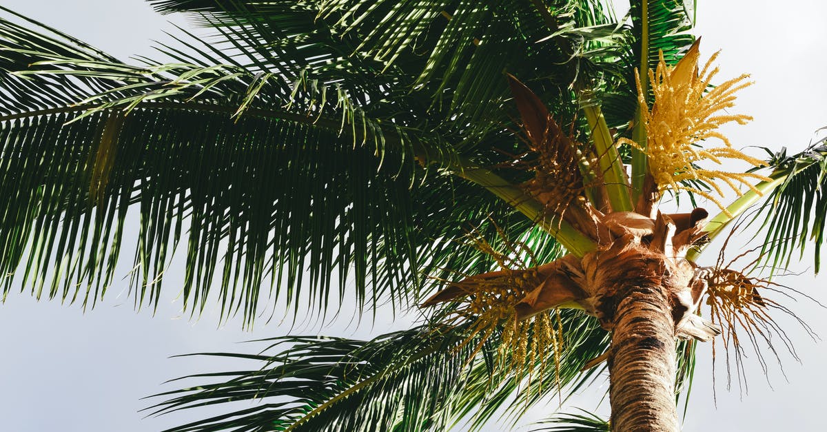 Shelf life and Validation of Coconut Milk? - Exotic palm tree in summer day Shelf life and Validation of Coconut Milk? - Exotic palm tree in summer day