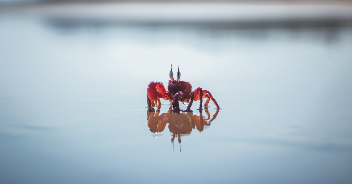 Shore caught crabs - Red Crab on White Water Shore caught crabs - Red Crab on White Water