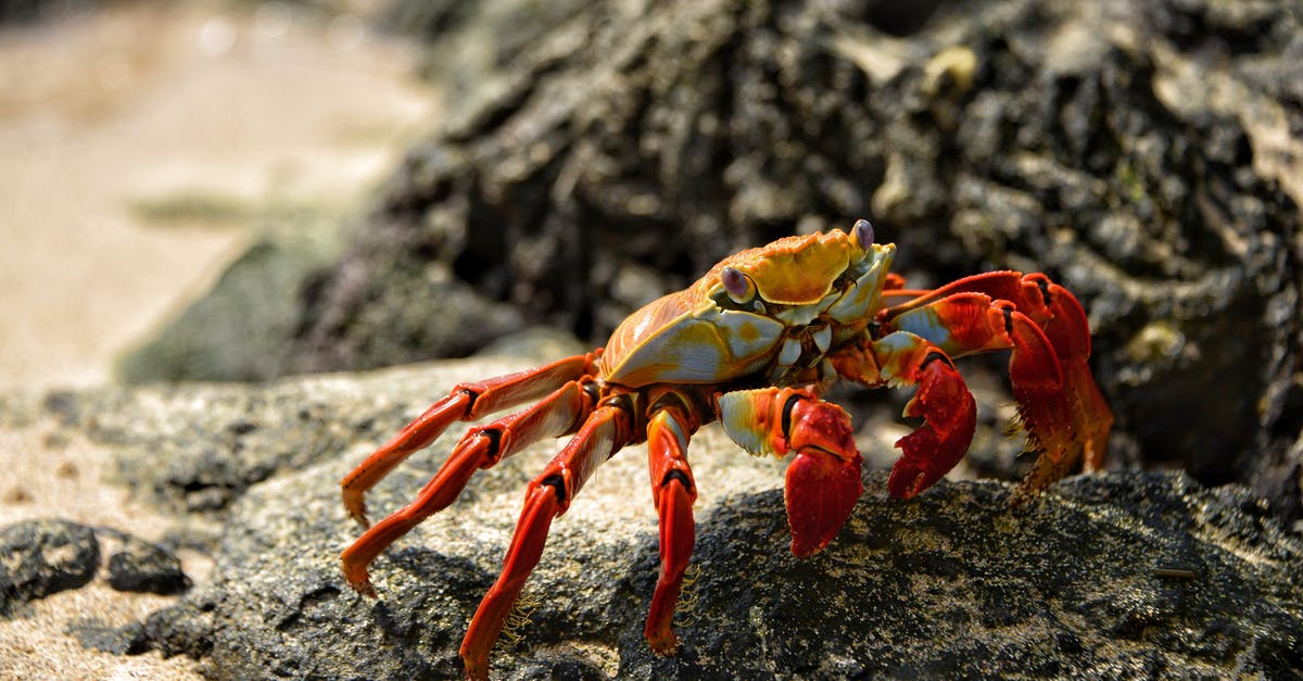 Shore caught crabs - Orange Crab in Shallow Photo Shore caught crabs - Orange Crab in Shallow Photo