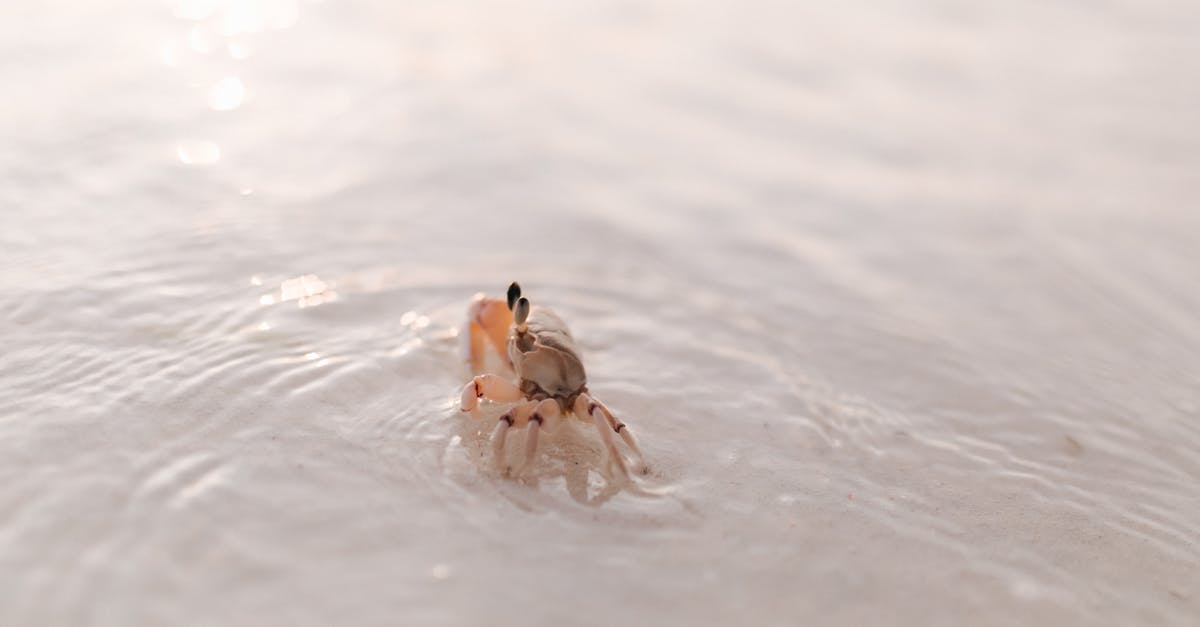 Shore caught crabs - A Small Crab on the Shore Shore caught crabs - A Small Crab on the Shore