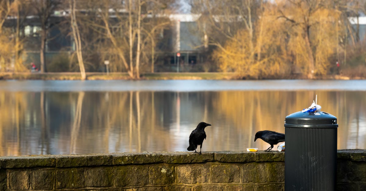 Should canned peas' water be discarded? - Black Duck on Brown Wooden Dock Should canned peas' water be discarded? - Black Duck on Brown Wooden Dock